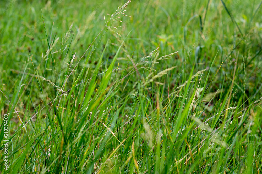 Green grass texture 