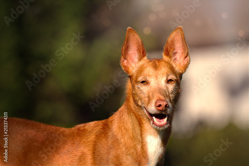 Podenco photo