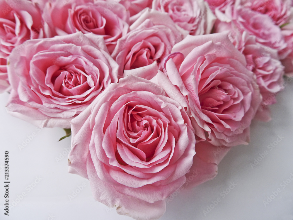 A lot of pink roses on a white background. Pink flower buds A lot of pink roses on a white background. Pink flower buds