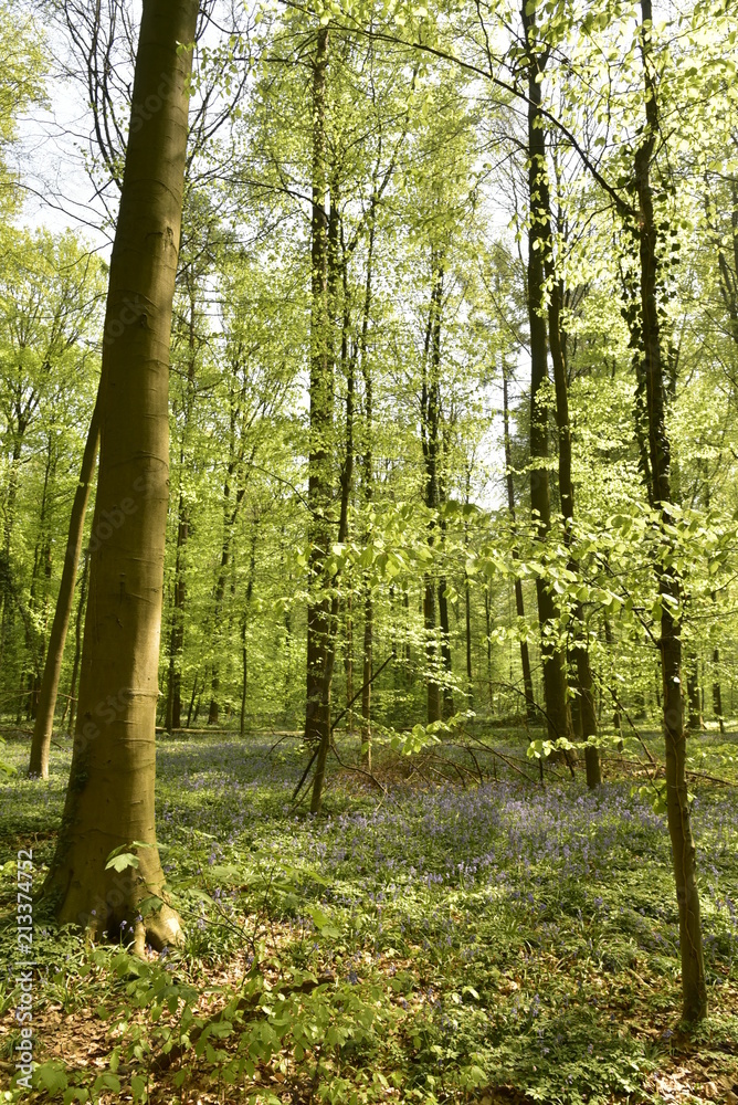Obraz premium Hêtres jeunes au printemps poussant au milieu des broussailles et des jacinthes à la forêt de Hallerbos près de Halle 