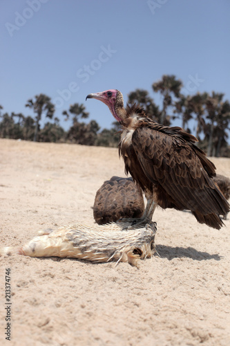  nature close up - vulture eating a white fish dead body on a bright Atlantic beach in the Gambia, Africa during a dry season 