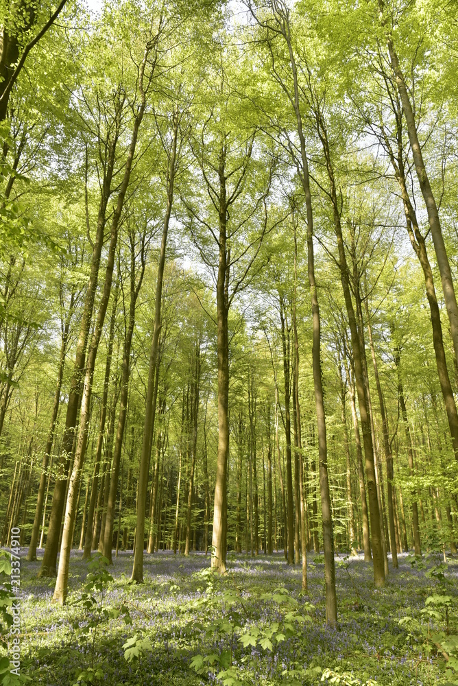 Obraz premium Hêtres jeunes au printemps poussant au milieu des broussailles et des jacinthes à la forêt de Hallerbos près de Halle 