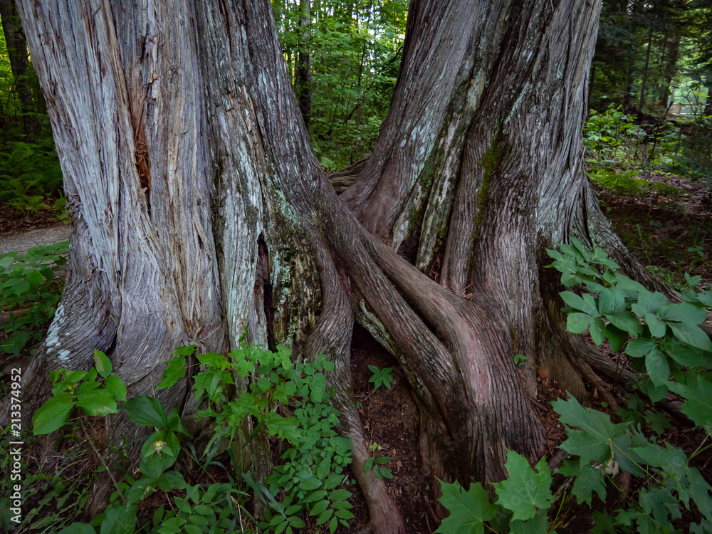 Two trees with intertwined trunks and roots Two trees with intertwined trunks and roots