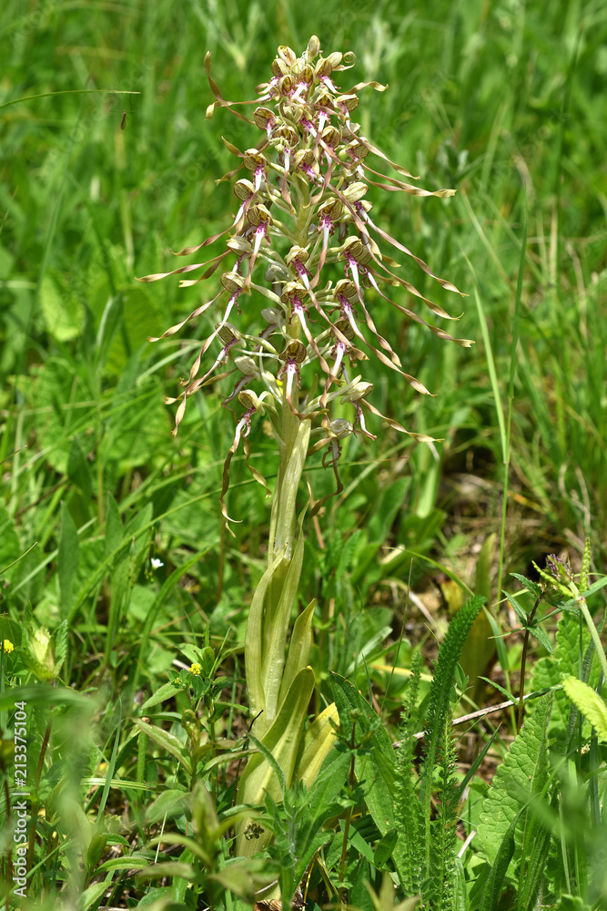 Bocks-Riemenzunge; Himantoglossum hircinum; Bocks-Riemenzunge; Himantoglossum hircinum;