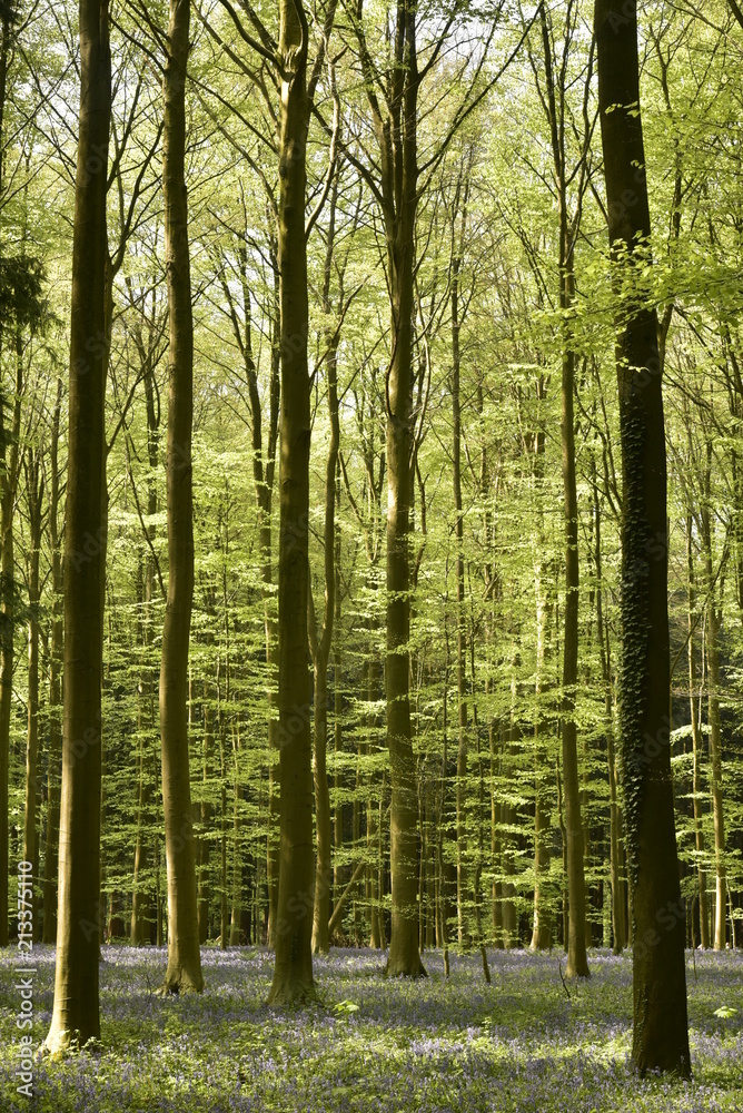 Obraz premium Tapis violet de jacinthes entre les jeunes hêtres de la forêt de Hallerbos près de Halle au 