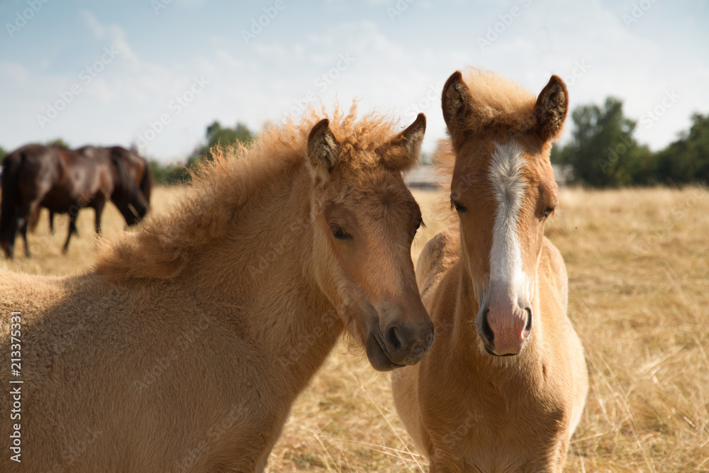 Fototapeta premium Fohlenfreundschaft