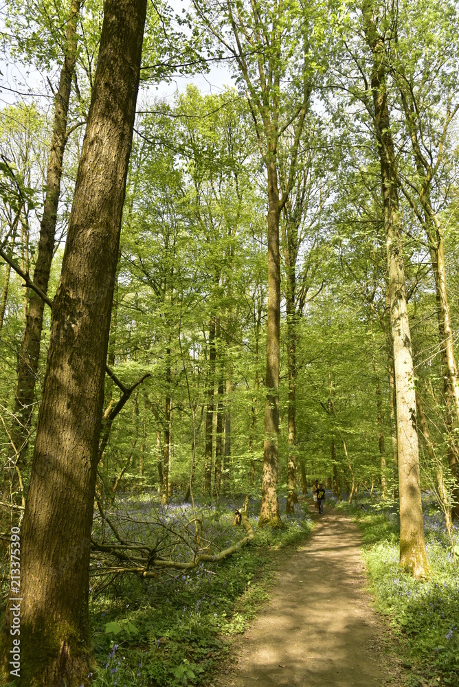 Chemin sous les feuillages des hêtres au printemps à la forêt du Hallerbos près de Halle