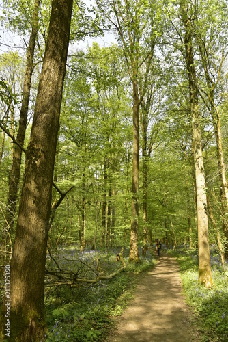 Fototapeta Naklejka Na Ścianę i Meble -  Chemin sous les feuillages des hêtres au printemps à la forêt du Hallerbos près de Halle