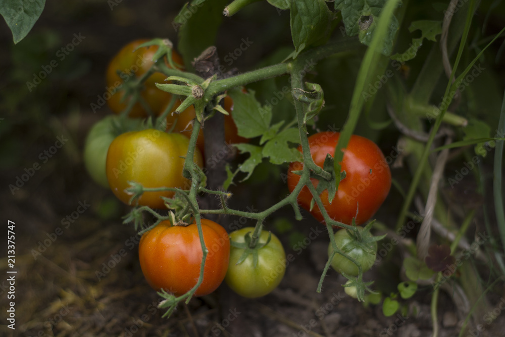red and green tomatoes hang and ripen on a branch on a green background