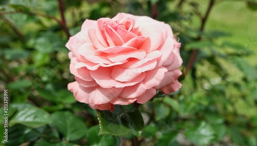Luxurious pink rose in the garden