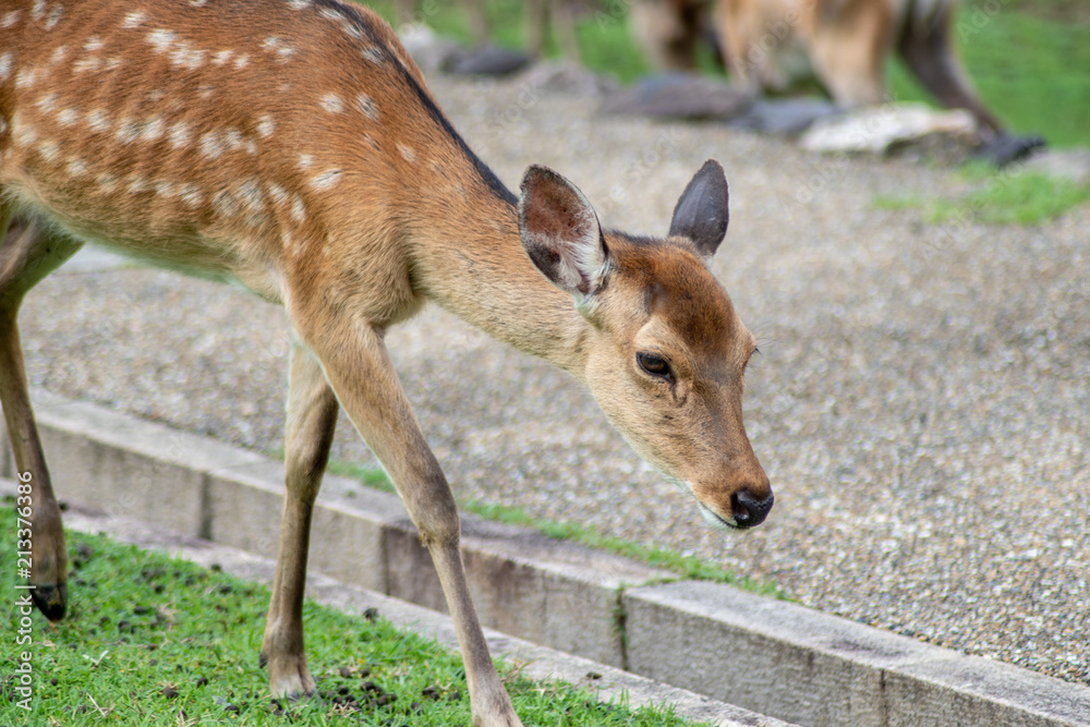 Obraz premium シカ