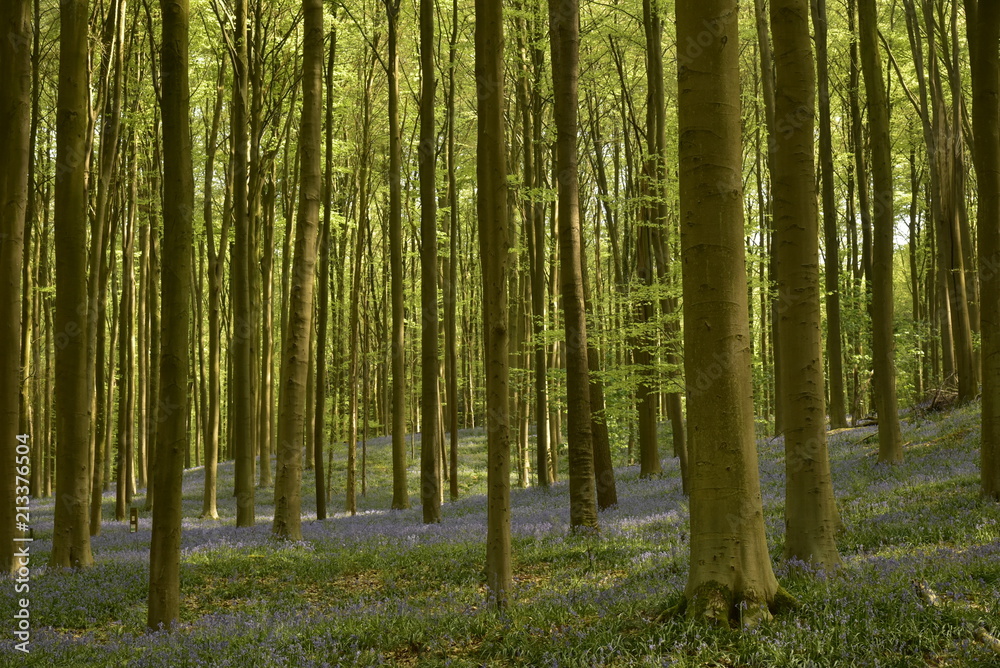 Tapis de jacinthes sauvages violette ombragé dans un sous bois de jeune hêtre dans la forêt du Hallerbos près de Halles Tapis de jacinthes sauvages violette ombragé dans un sous bois de jeune hêtre dans la forêt du Hallerbos près de Halles