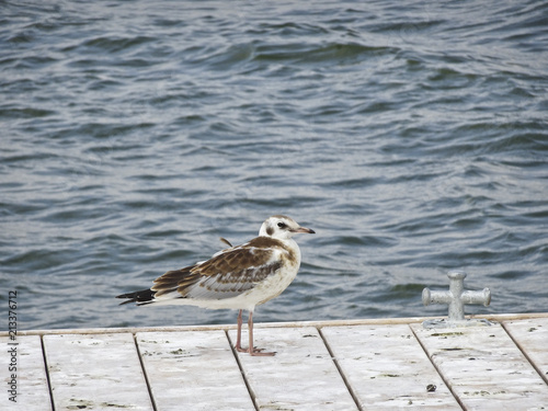 A young seagull is standing on a mooring pier in the background of the water