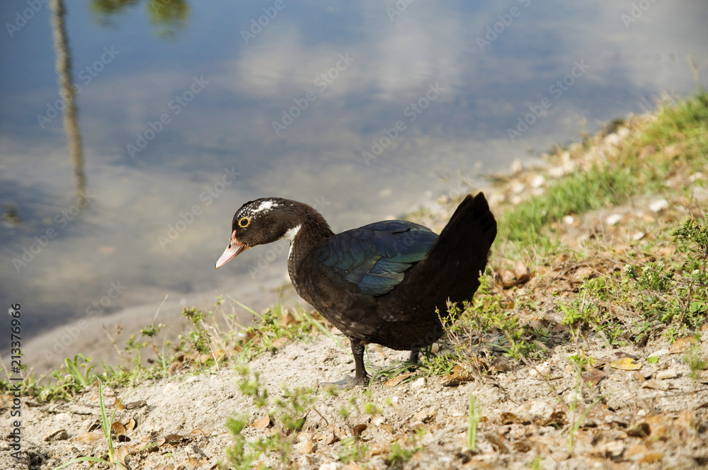 Fototapeta premium Muscovy Duck
