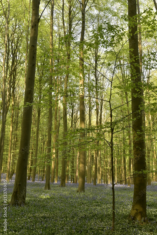 Obraz premium Couleur violette des jacinthes sauvages contrastant avec le vert des feuillages des arbres et plantes à la forêt du Hallerbos près de Halle