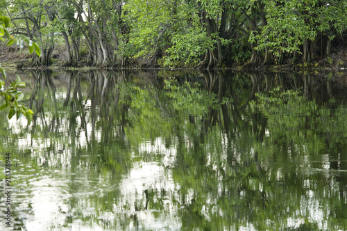 Fototapeta Naklejka Na Ścianę i Meble -  Tree reflections - Florida
