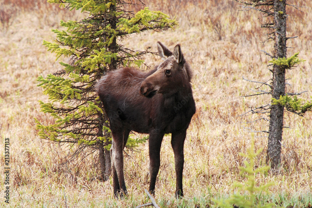 Moose Calf Moose Calf