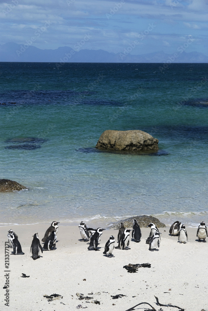 Naklejka premium Boulders Beach Penguins - Cape Town, South Africa