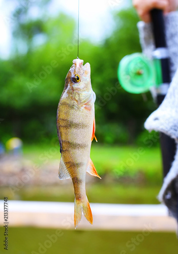 Perch on a hook fishing rod