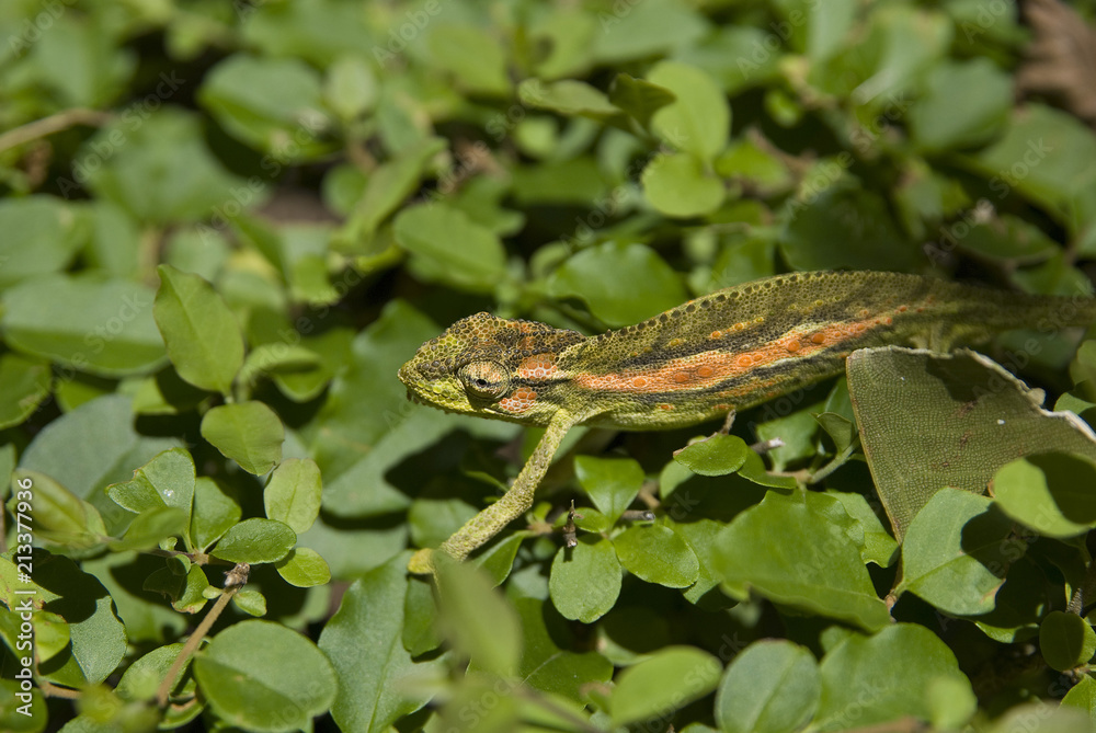 Naklejka premium Little Chameleon - Stellenbosch, South Africa