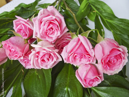 Branch of pink roses on a background of green leaves. Buds of pink roses. Macro