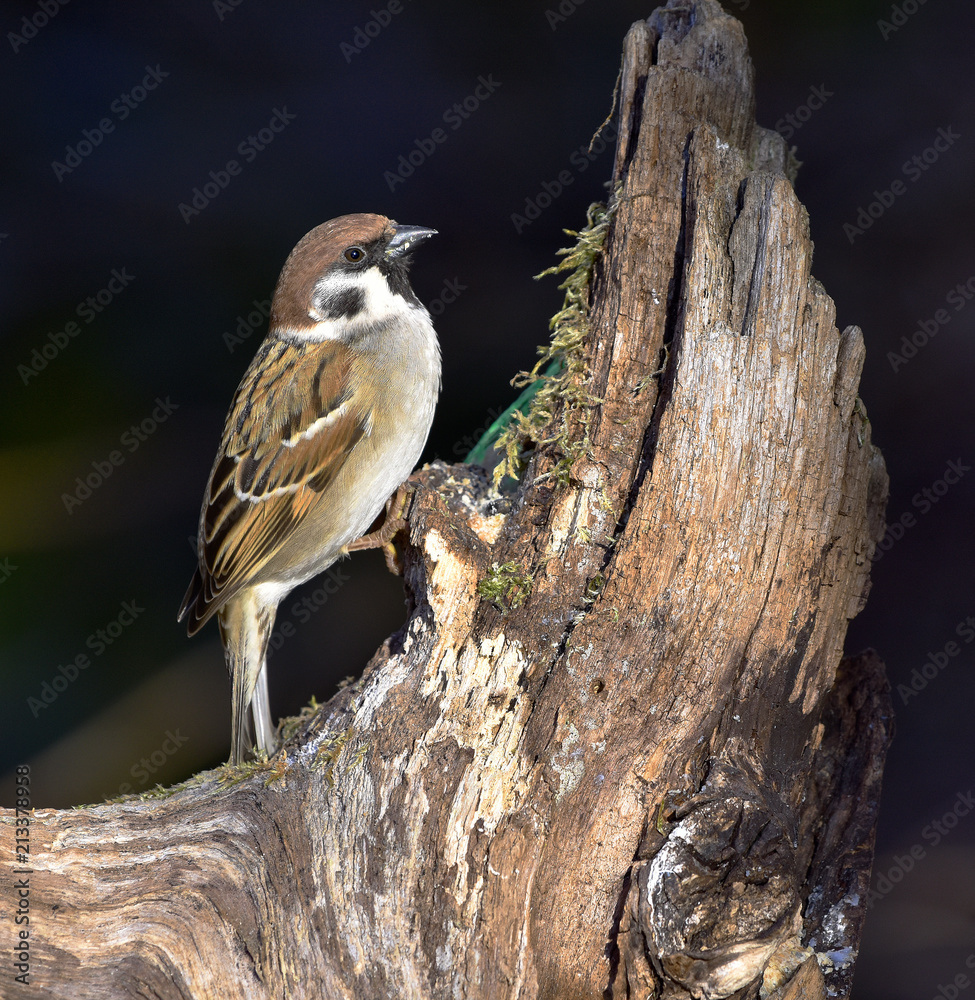 Feldsperling; Passer montanus; tree sparrow; Feldsperling; Passer montanus; tree sparrow;