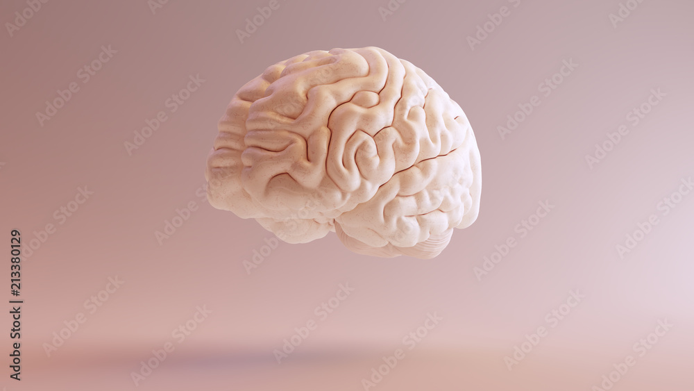 Human brain Anatomical Model 3d illustration 3Q Front Left - obrazy, fototapety, plakaty 