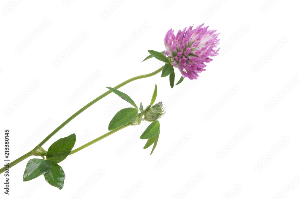 clover isolated clover isolated