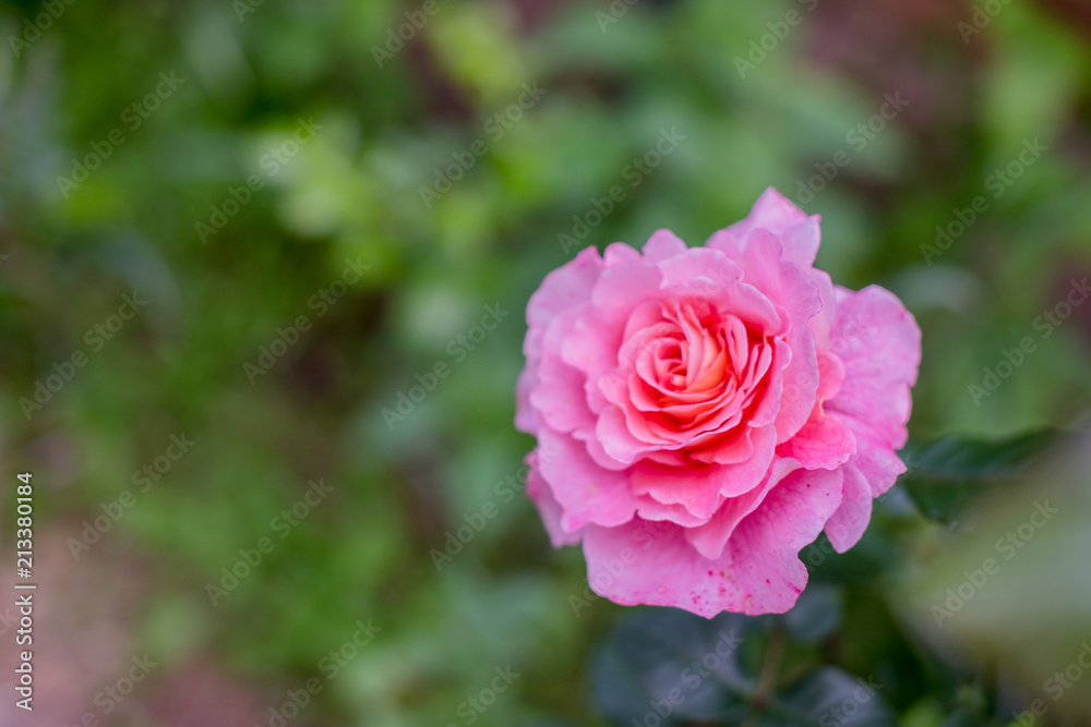 pink rose flower on nature background.Beautiful rose flower in garden.flowers on the rose bush in flower garden at the morning.Copy space pink rose flower on nature background.Beautiful rose flower in garden.flowers on the rose bush in flower garden at the morning.Copy space
