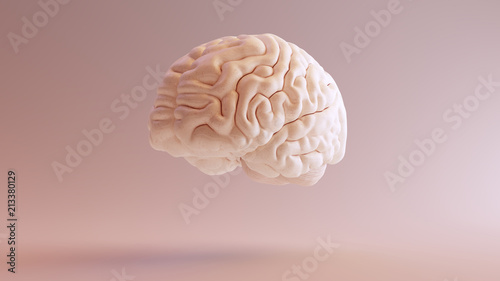 Human brain Anatomical Model 3d illustration 3Q Front Left photo