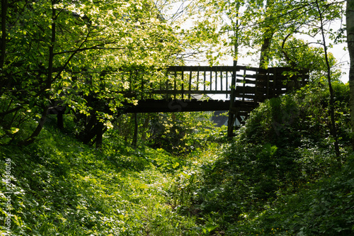 bridge in the forest
