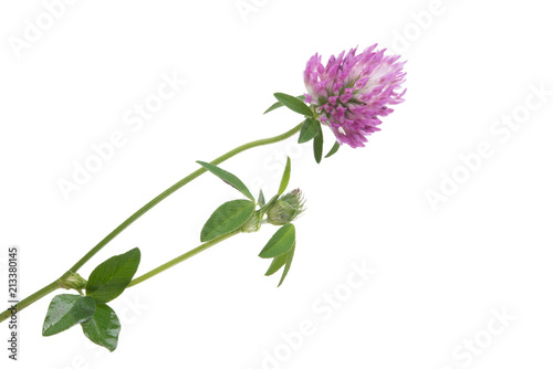 clover isolated