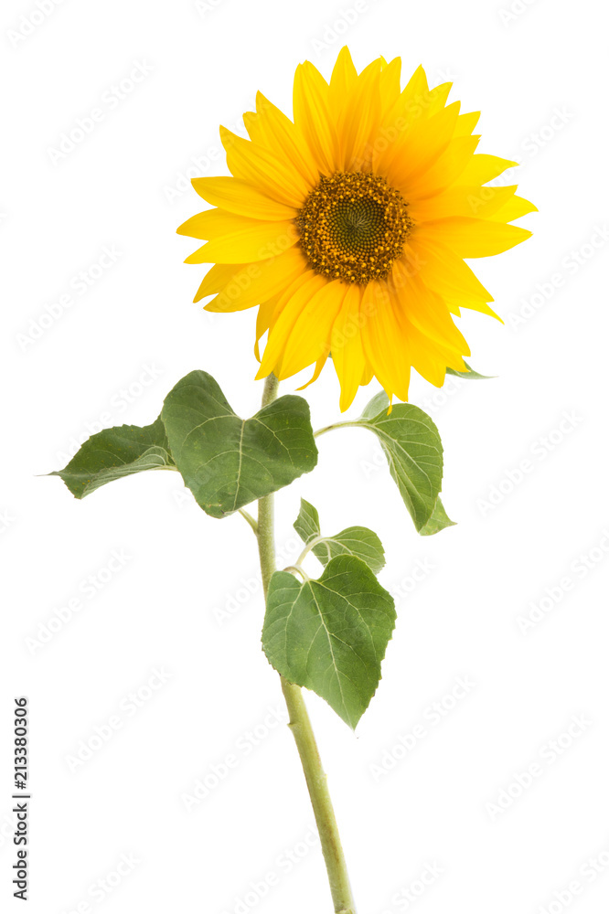 Obraz premium słonecznik na białym tle