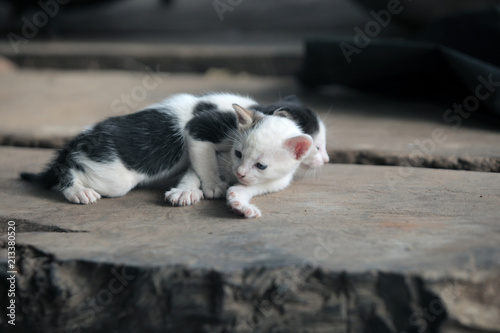 funny adorable animals - cats outdoors - two black and white playful kittens outdoors on a wooden bench, in Africa on a sunny day © agarianna