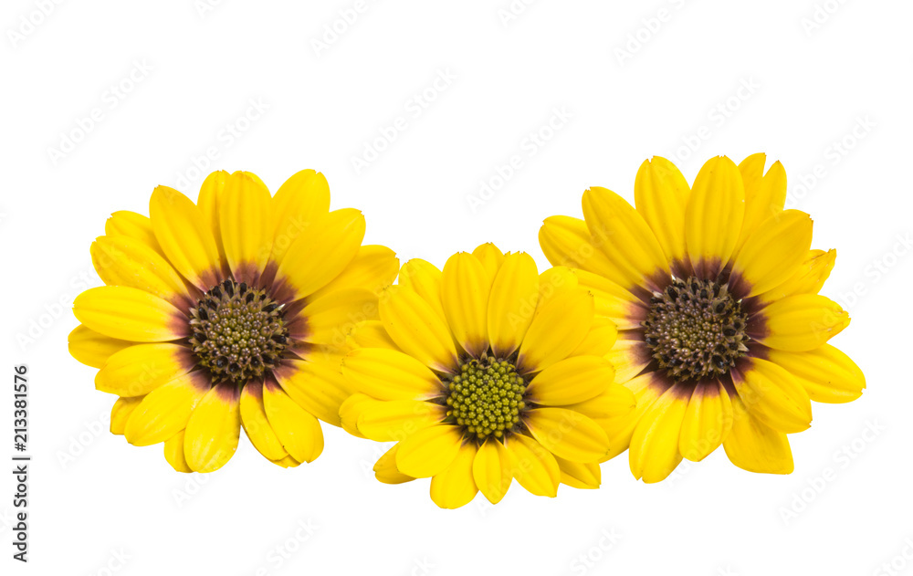 Obraz premium Osteosperumum Flower Daisy