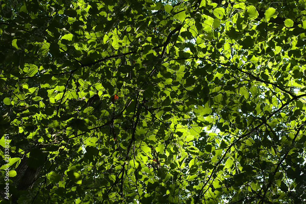 Leafs of a forest with sunlight from the back