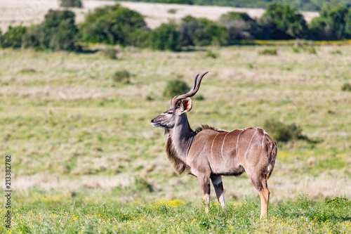 Male Kudu standing proud