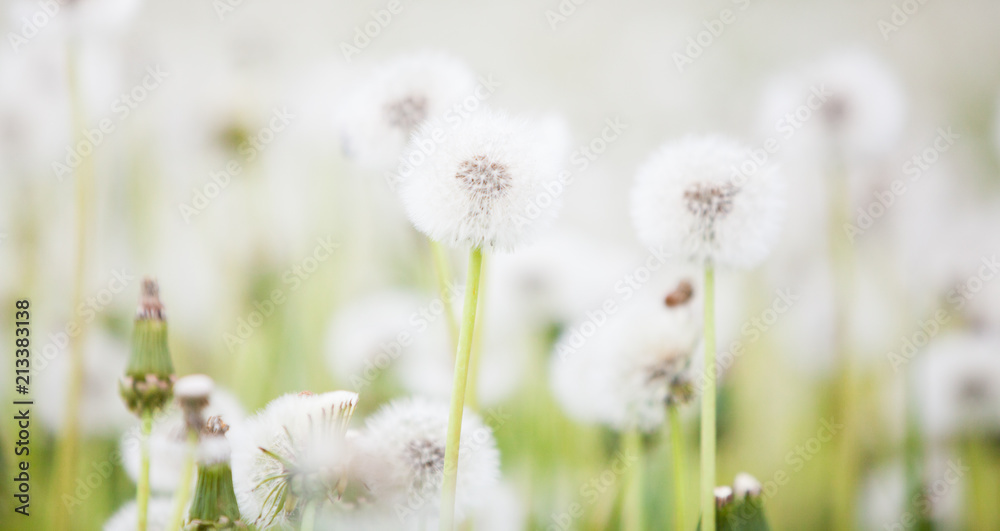 Calm view of spring background with white dandelions. Dandelion seeds on stem. Calm view of spring background with white dandelions. Dandelion seeds on stem.