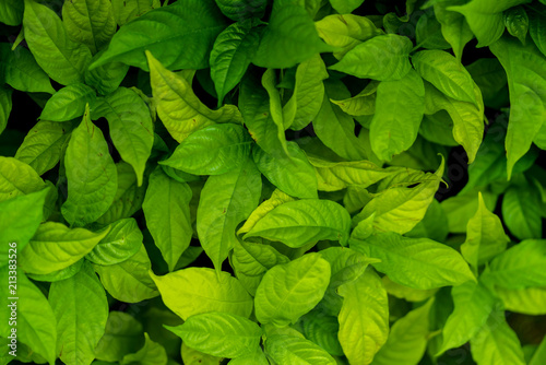 green small bush tree fence garden concept