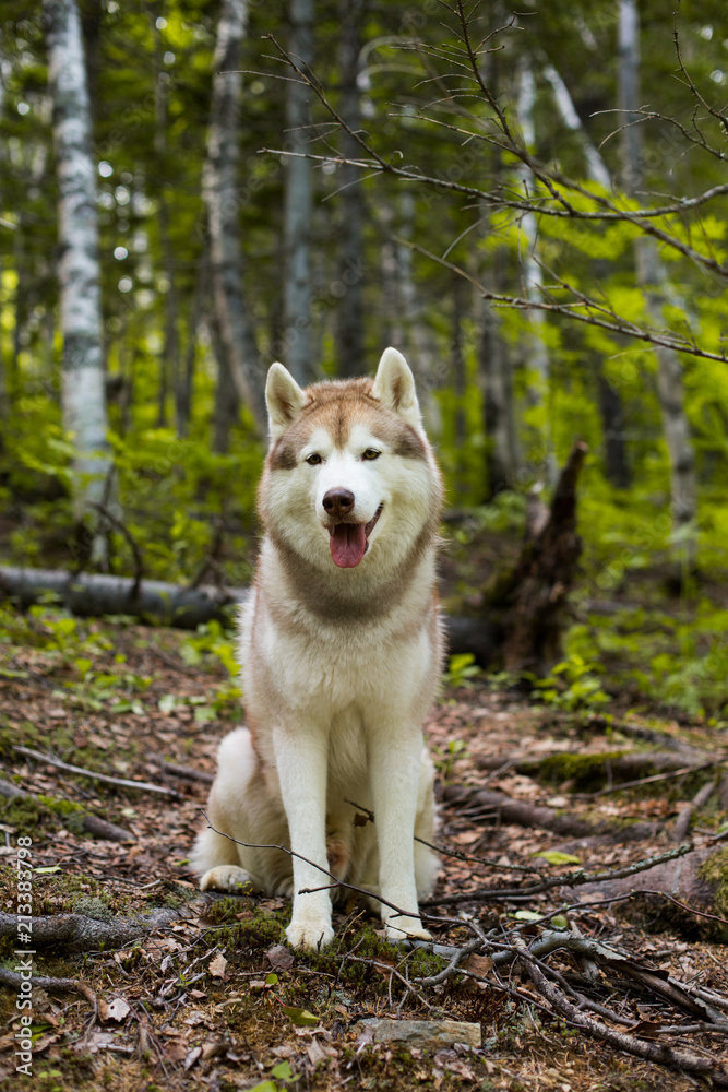 Profile portrait of free and young dog breed siberian husky sitting on the hill in the forest