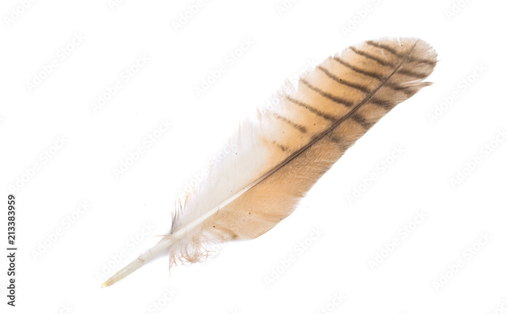 bird feather isolated bird feather isolated