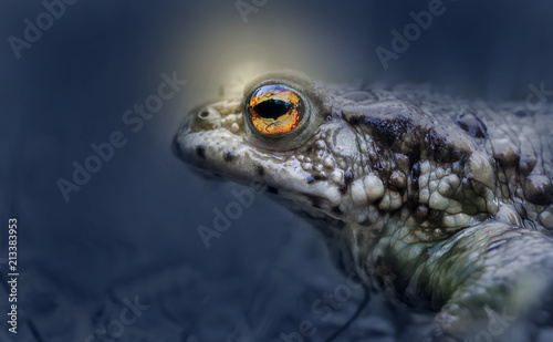 an eerie toad sits with shining eyes at night in a meadow