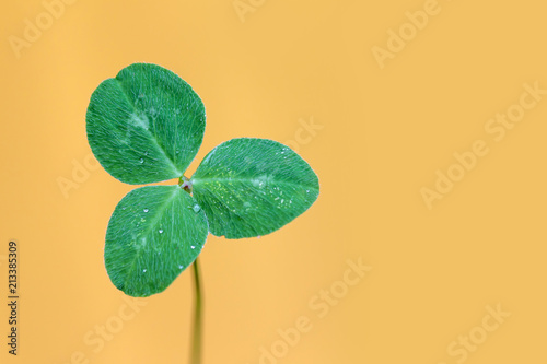 Clover leaf against bright yellow background, symbol of luck, St. Patrick Day
