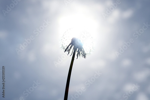 Fototapeta Naklejka Na Ścianę i Meble -  Schöne Pusteblume