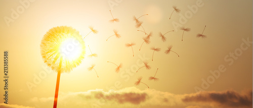 Fototapeta Naklejka Na Ścianę i Meble -  Schöne Pusteblume beim Sonnenuntergang