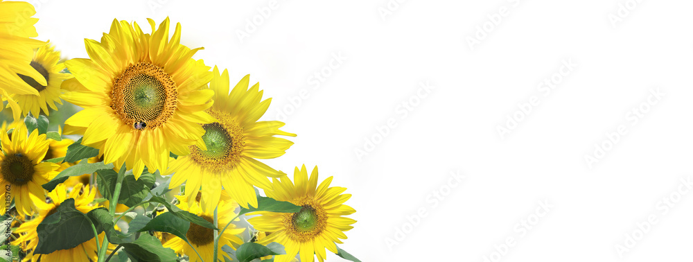 Naklejka premium Sonnenblumen auf weissem Hintergrund