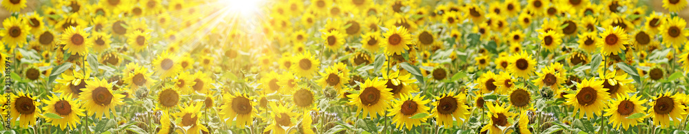 Fototapeta premium Wunderschöne Sonnenblumen