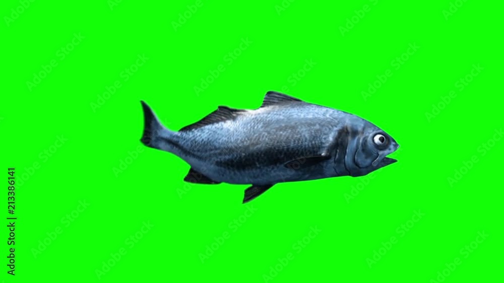 Fish Swim Green Screen Side 3D Rendering Animation