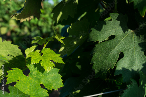 Horizontal View of Close Up of Leaves of Grapes in Plantation Grape in Summer on Blur Background at Sunrise.