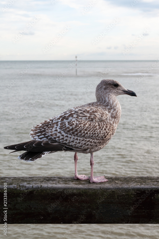 Seagull and the sea Seagull and the sea